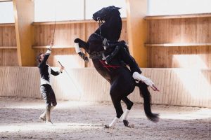 spectacle-dressage-manège